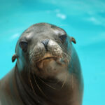 Marine Mammal Care Center In Crisis Random Lengths News